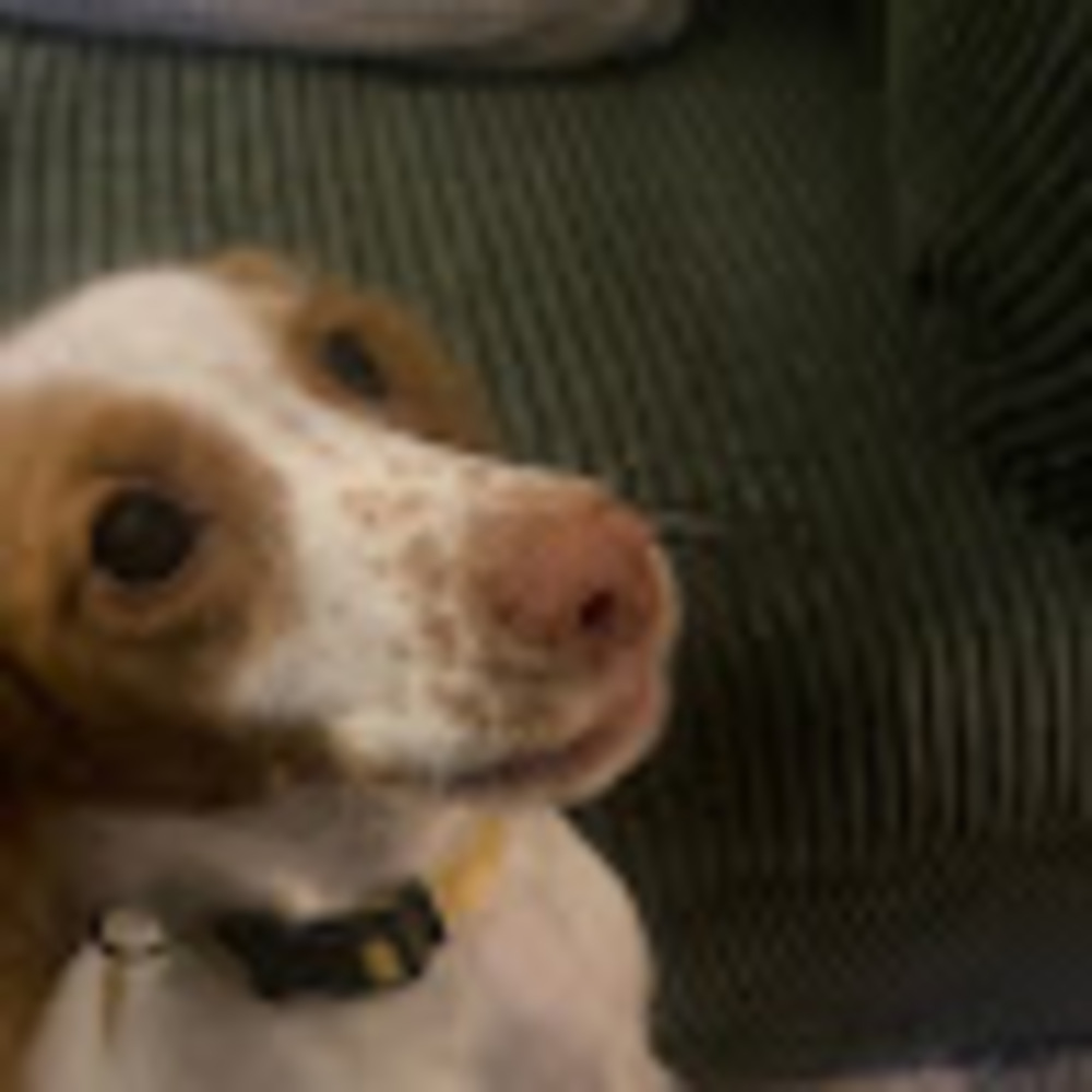 Meet your Posher, Sophia